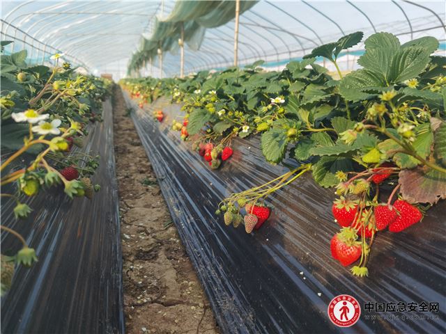 襄阳黄龙：草莓成熟